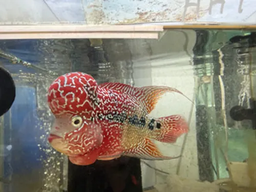 Royal Kamfa Flowerhorn