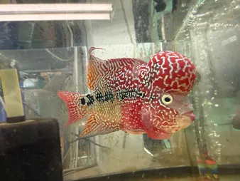 ZZ Dragon Flowerhorn