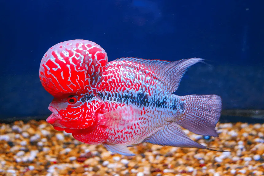 Red Dragon Flowerhorn