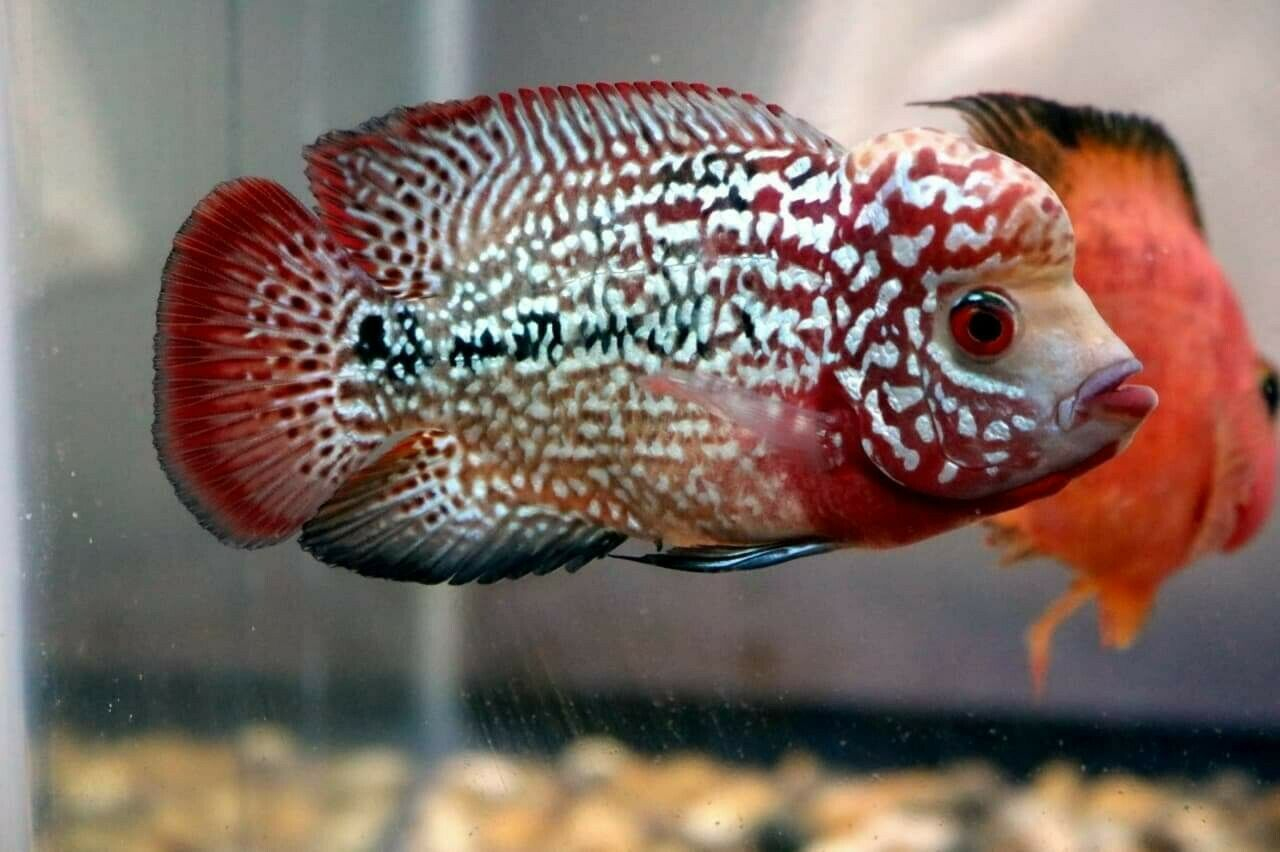 Imperial Red Dragon Flowerhorn