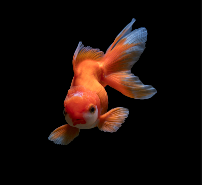 Golden Red Dragon