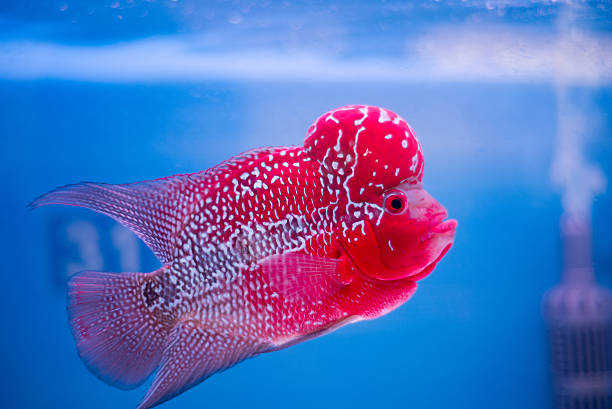 Super Red Dragon Flowerhorn